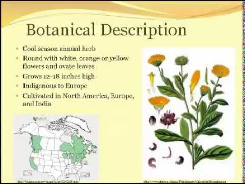 Calendula: medicinal properties. Video