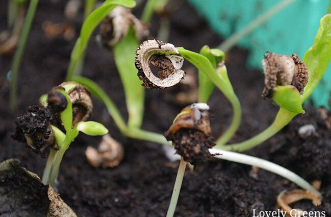 Calendula seeds: growing