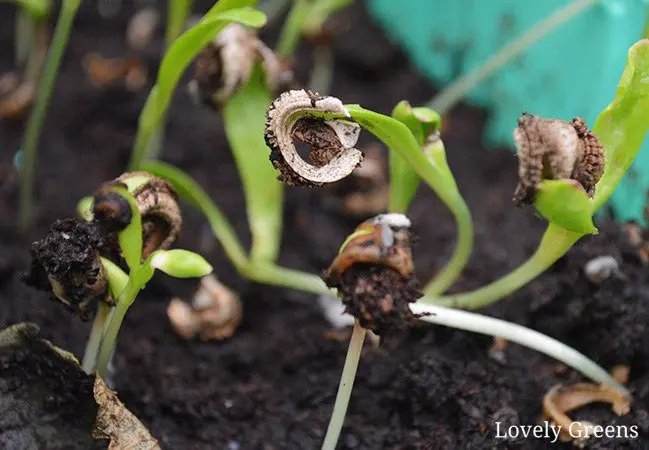 Calendula seeds: growing