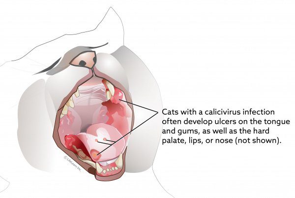 Calicivirus: kumaha ngubaran calicivirosis feline?