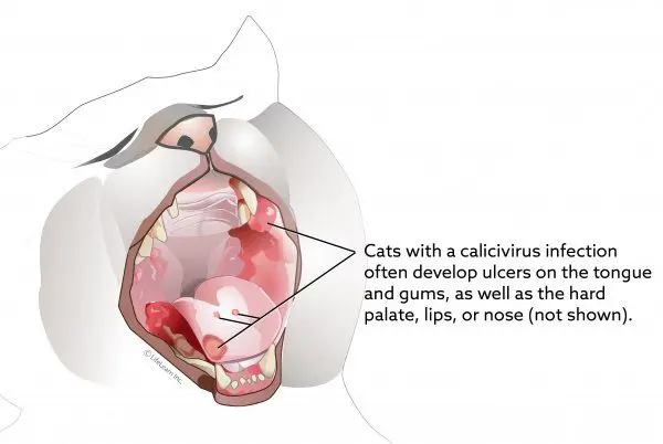 Calicivirus: how to treat feline calicivirosis?