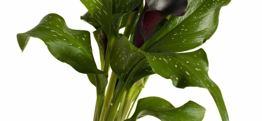 Calla flower care indoor