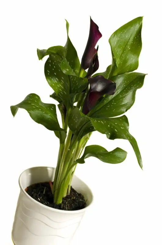 Calla flower care indoor