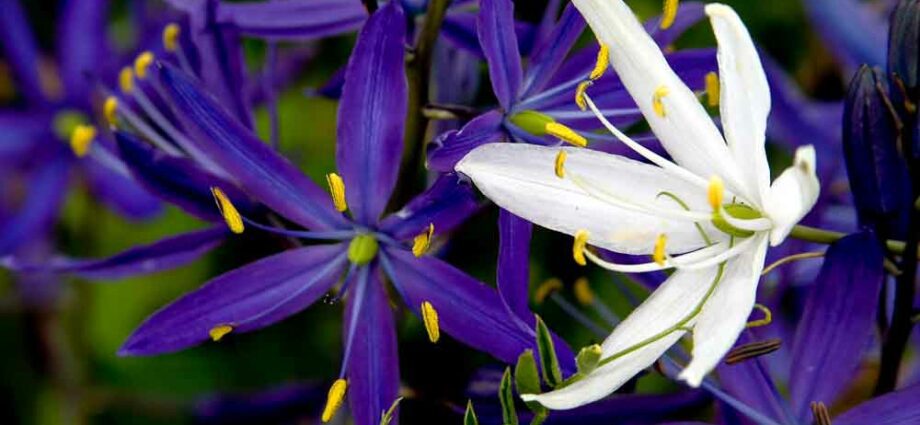 Camassia: landing, leaving