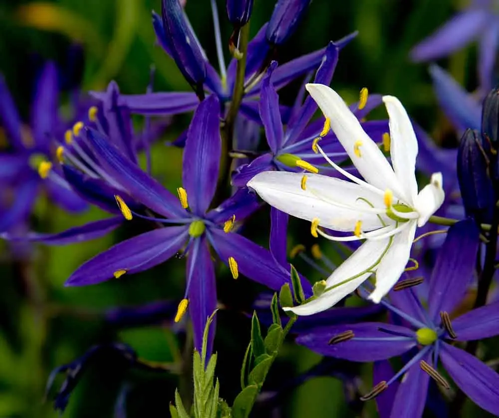 Camassia: landing, leaving
