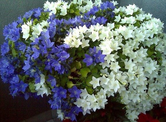 Campanula Bride and Groom