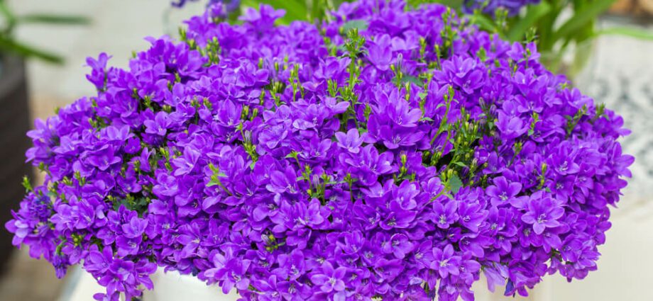 Campanula flower: care