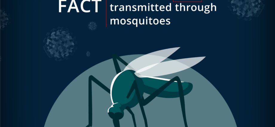 Mohou komáři přenášet koronavirus?