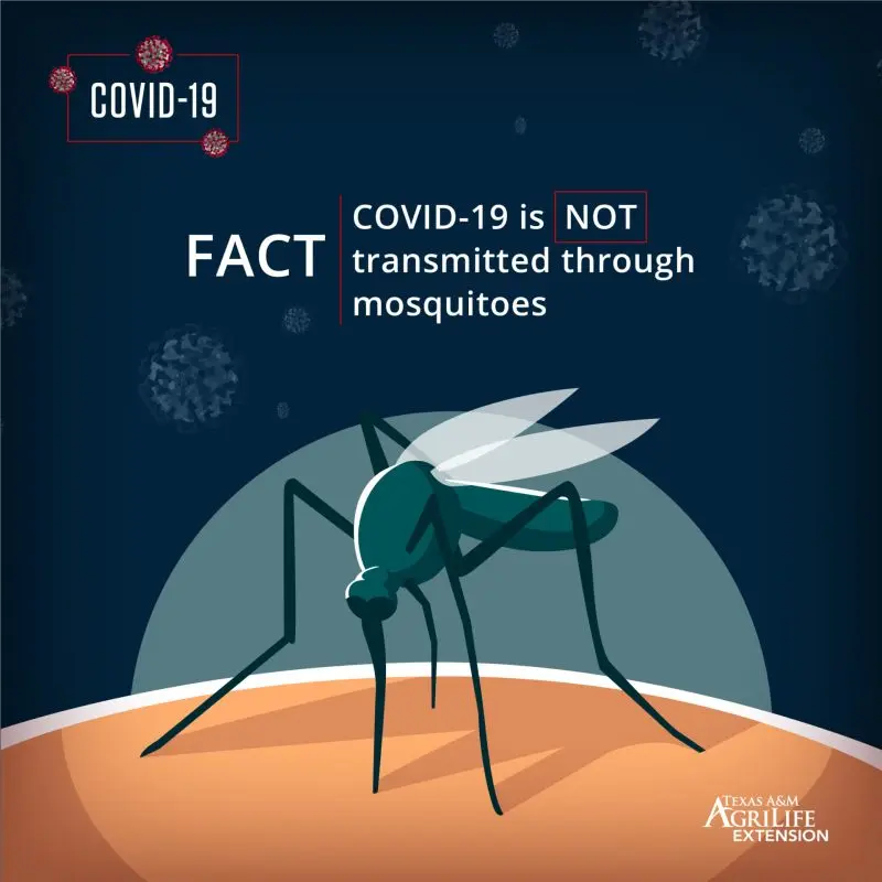 Can mosquitoes transmit the coronavirus?