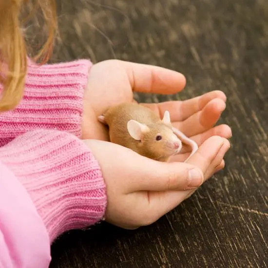 Can pets be kept when there is a small child in the house?