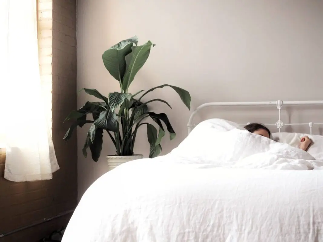 Can you actually keep plants in the bedroom?