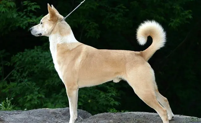 Canaan dog: all about its character, education, health