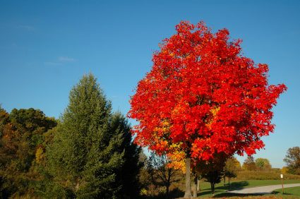 Canadian red maple tree