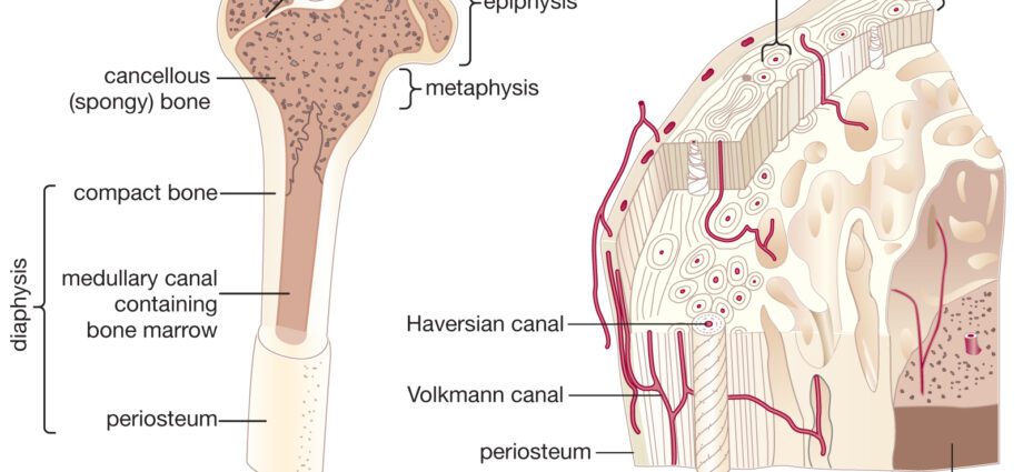 Cancellous bone: all you need to know about this bone in the human body