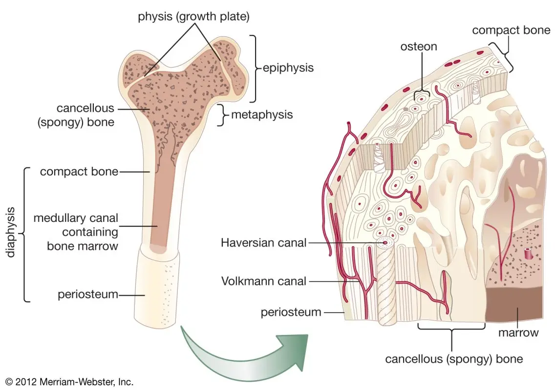 Cancellous bone: all you need to know about this bone in the human body