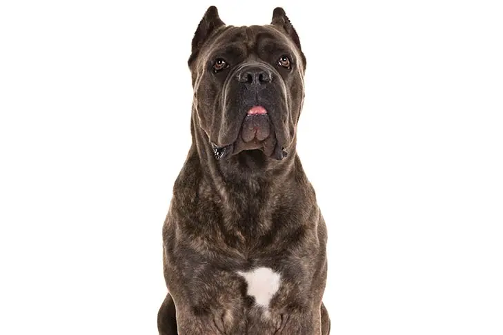 Cane corso