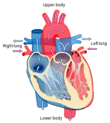 Cardiology