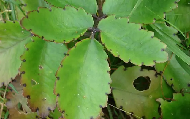 Care for Kalanchoe pinnate