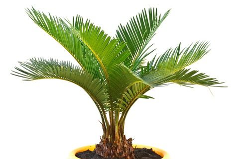 Caring for a tropical palm tree with fan leaves