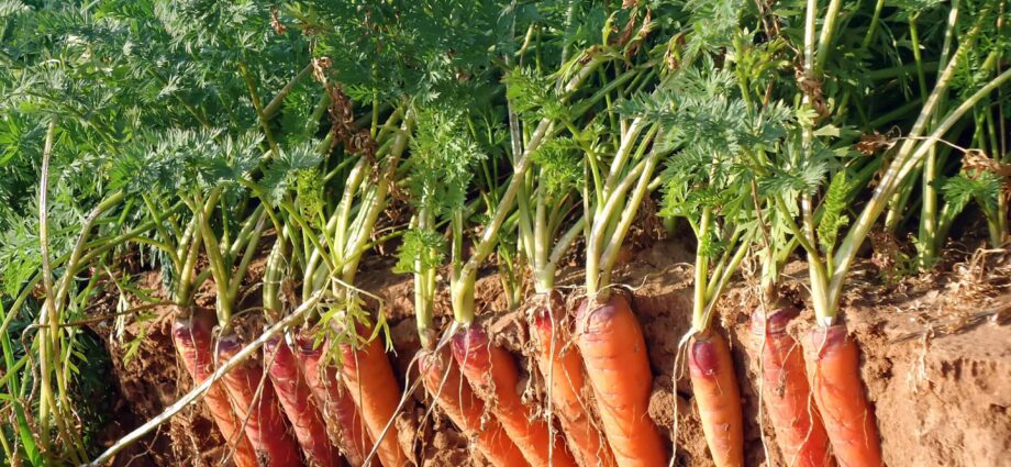 Carrot harvest time