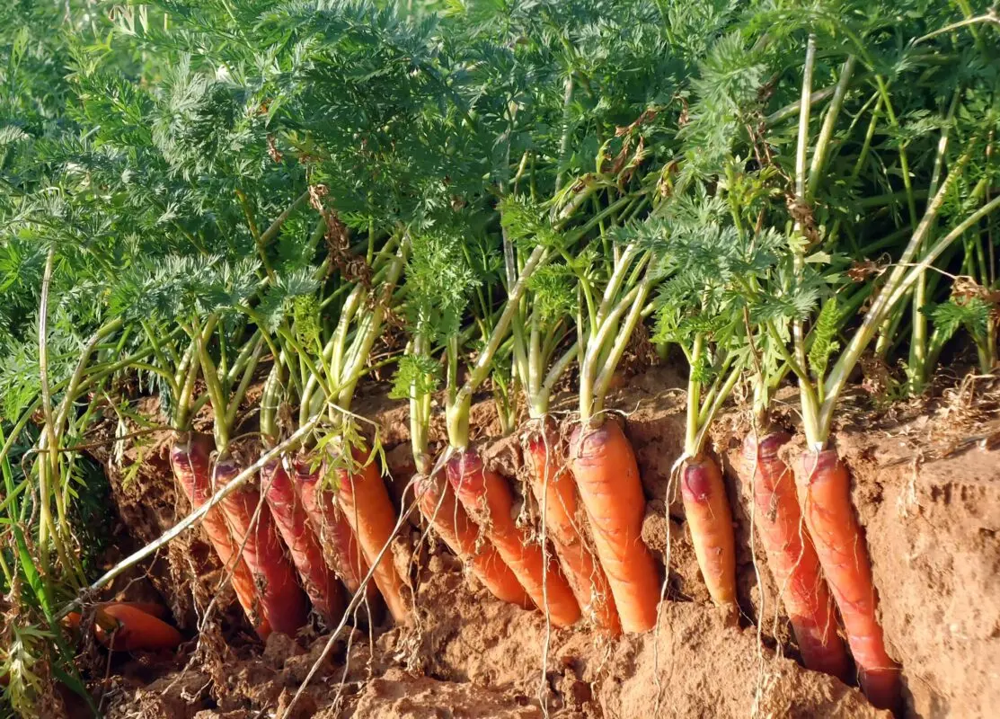 Carrot harvest time