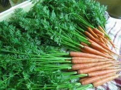 Carrot tops: application and contraindications