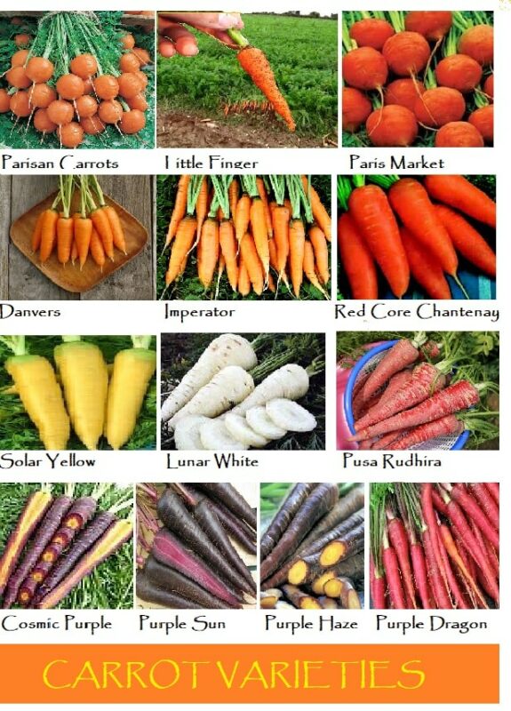 Carrot Varieties Characteristics Healthy Food Near Me