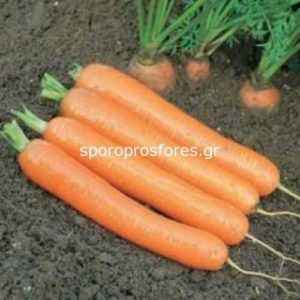 Carrots Canada: variety description, characteristics