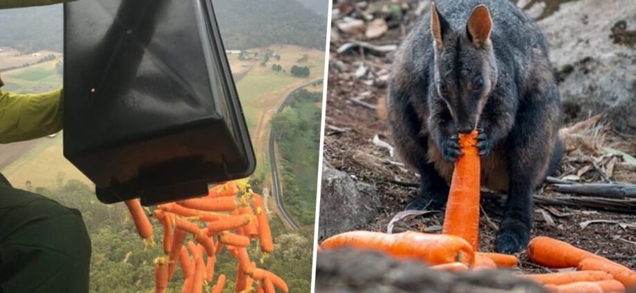 Carrots for wildlife being thrown from planes in Australia