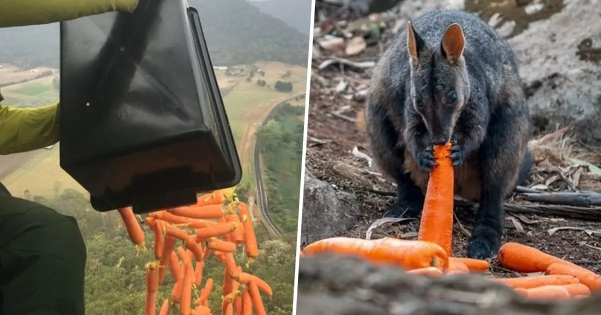 Carrots for wildlife being thrown from planes in Australia