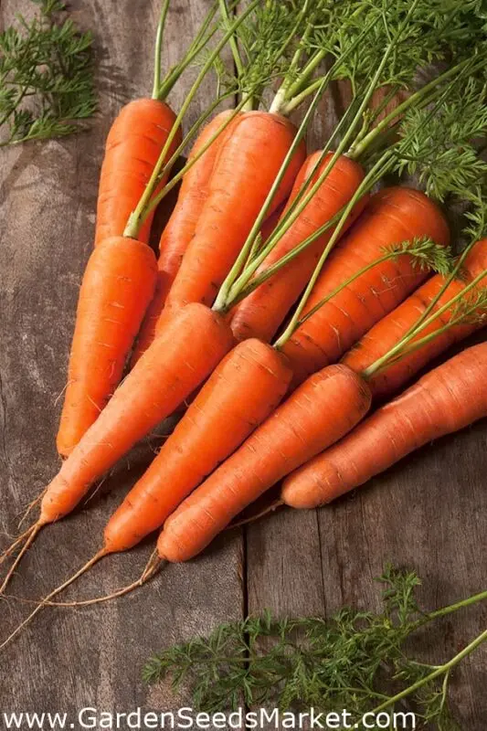 Carrots of Nantes: characteristics, description of the variety