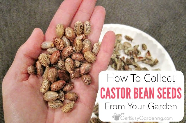 Castor bean seeds: how to collect