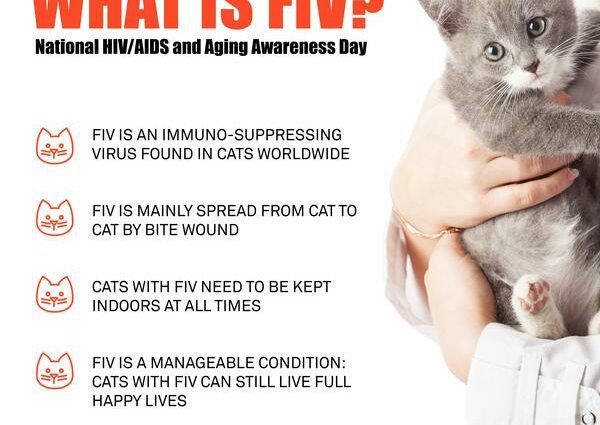猫艾滋病：什么是阳性猫或 FIV？