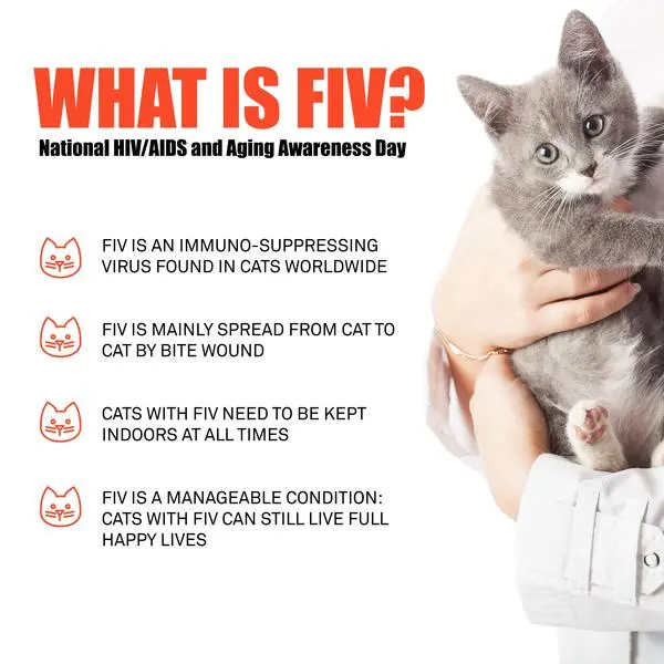 Cat AIDS: what is a positive cat or FIV?