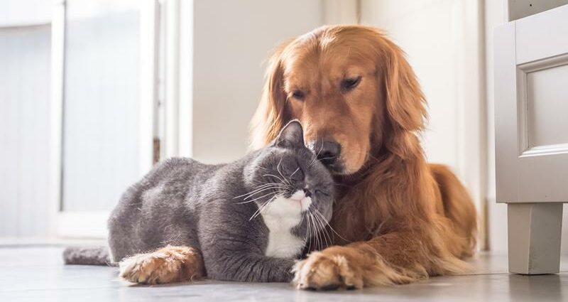 Kat og hund derhjemme: hvad skal man gøre for et godt samliv?