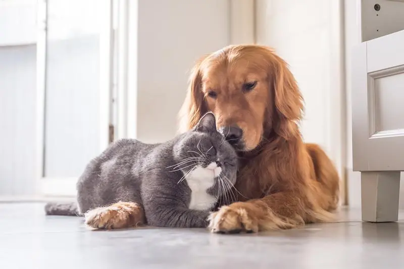 Cat and dog at home: what to do for a good cohabitation?