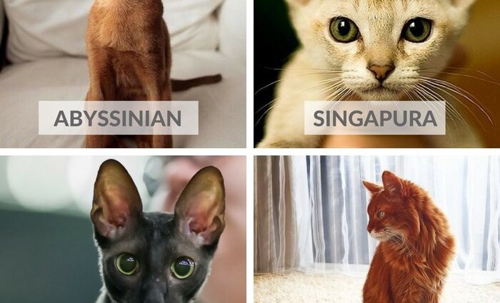 Raca e maceve: cilën të zgjidhni?