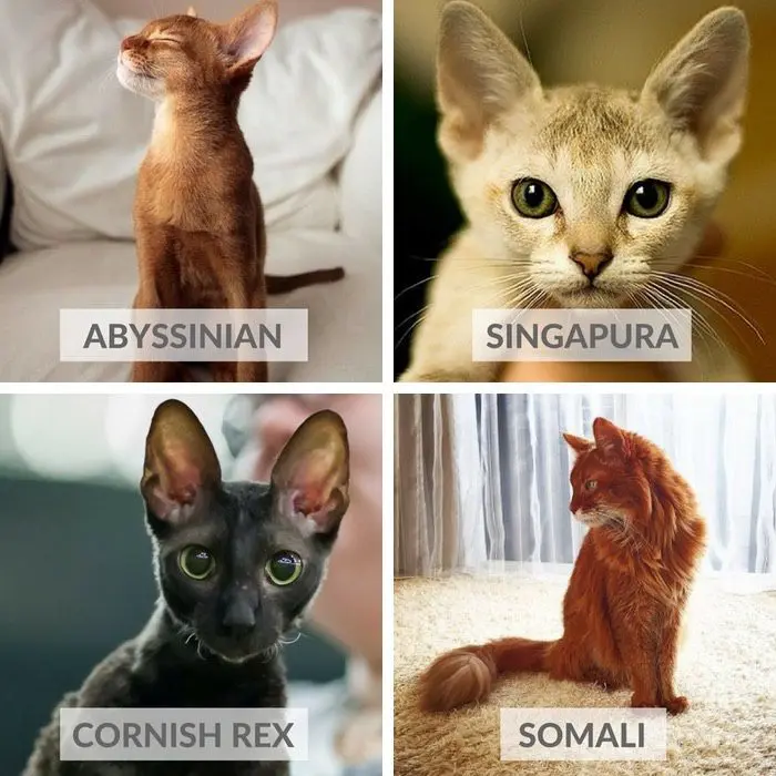 Cat breed: which one to choose?