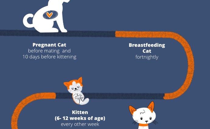 Katzenentwurmung: Wie entwurmen Sie Ihre Katze?