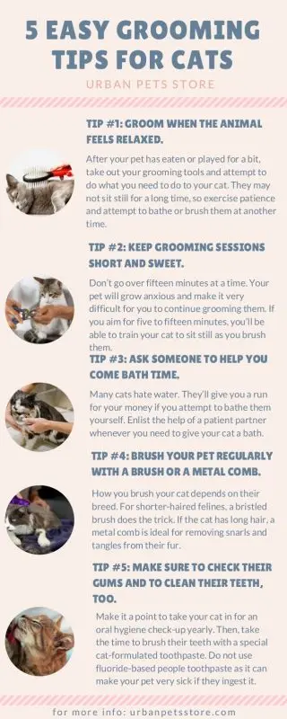 Cat grooming: is it useful to have my cat groomed?