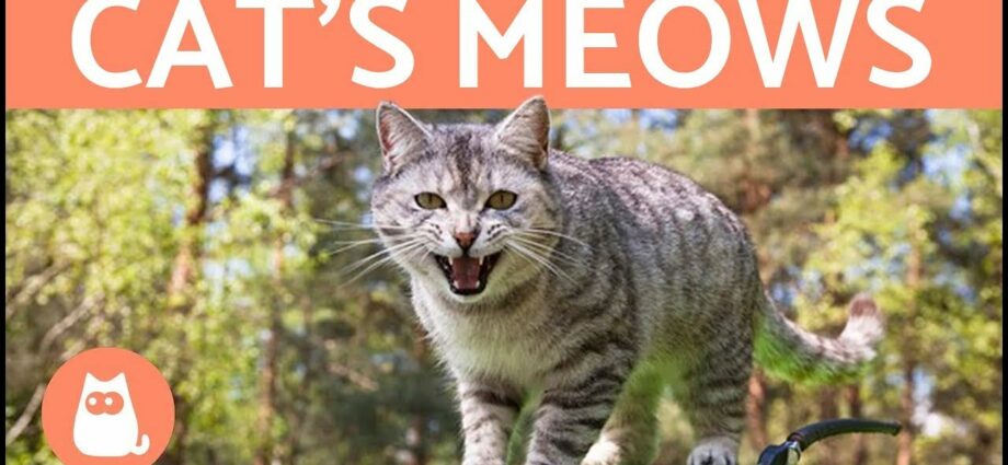 Cat meowing: significata cat meowing