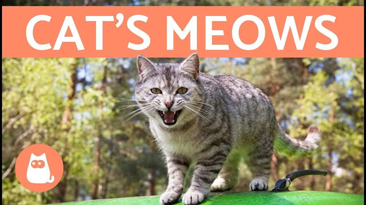 Cat meowing: meanings of cat meowing