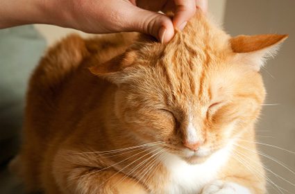 Mačje mucanje: razumijevanje mačka koje mrmlja