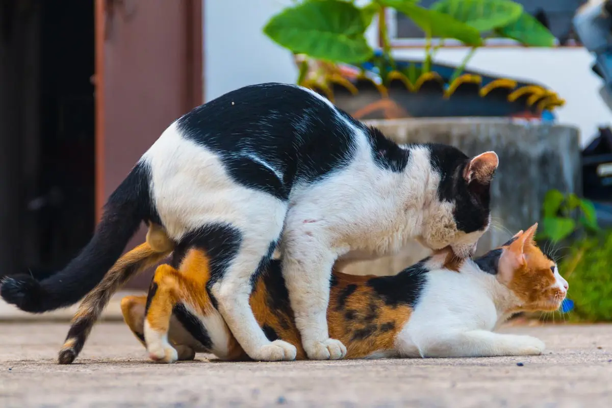 Cat reproduction: all about cat mating