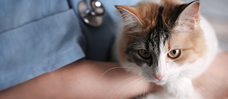 Pensterilan kucing: mengapa sterilkan kucing anda?