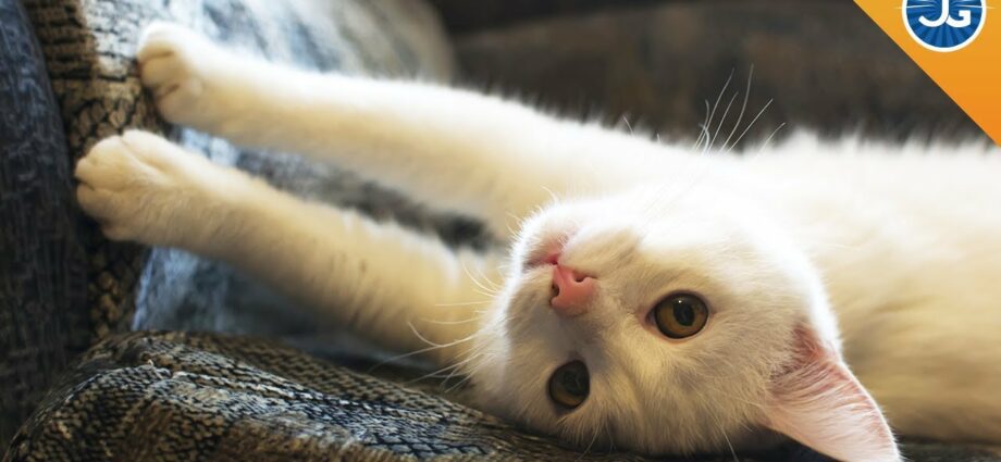 טפט של חתול קורע: מה לעשות כדי למנוע קריעה, איך לגמול חתול מקריעת טפט