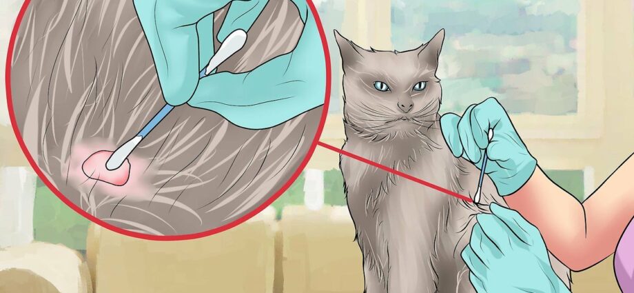 Kutu kutu: bagaimana saya membuang kutu dari kucing saya?