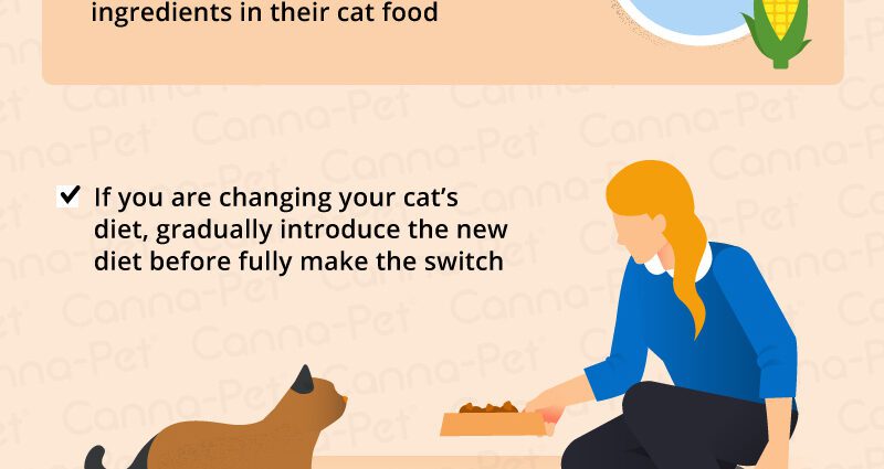 Vomissements de chat : que faire contre les vomissements de chat ?