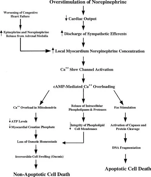 Catecholamines: definition, role and analysis