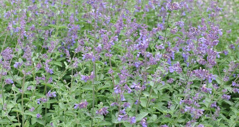 Catnip: a description of the plant where it grows